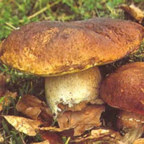 Porcini mushrooms in oil